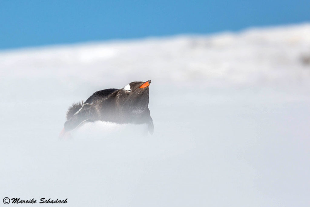 Tipps für Pinguinfotos - die Perspektive. Eselspinguin, Damoy Point