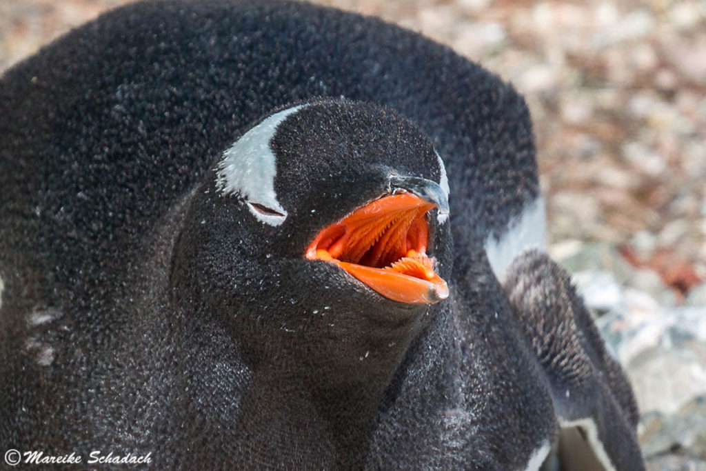 Tipps für Pinguinfotos - Details. Wärmeregulierung bei Pinguinen, Eselspinguin, Damoy Point, Antarktis