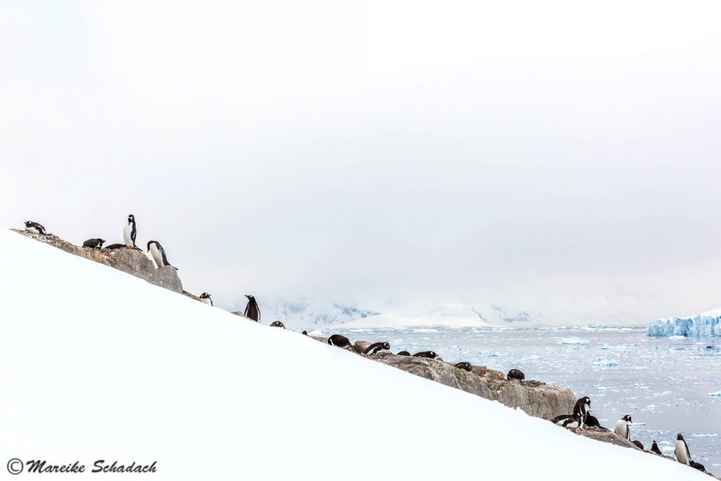 Tipps für Pinguinfotos, Eselspinguinkolonie, Neko Harbour