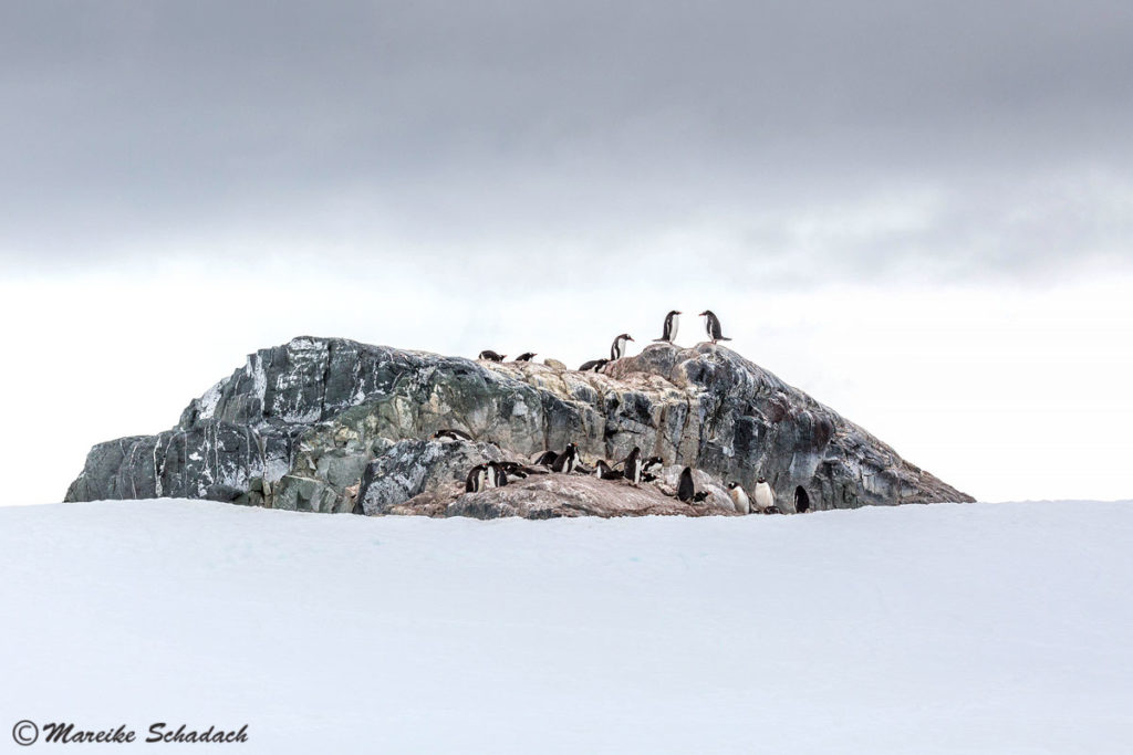 Pinguine - Tipps für tolle Pinguinfotos