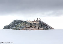 Pinguine – Tipps für tolle Pinguinfotos Pinguine - Tipps für tolle Pinguinfotos