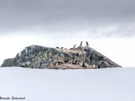 Pinguine - Tipps für tolle Pinguinfotos