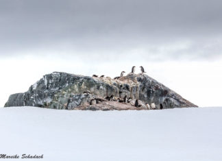 Penguins - Tips for great penguin photos Pinguine - Tipps für tolle Pinguinfotos