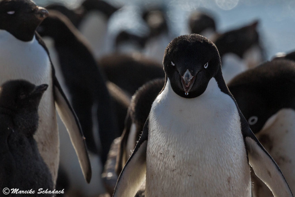 Adeliepinguine auf Brown Bluff - Tipps für Pinguinfotos