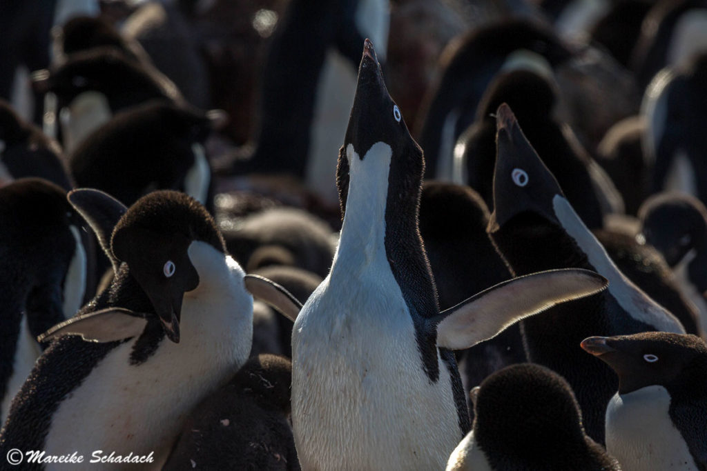 Kolonie Adeliepinguine auf Brown Bluff - Tipps für Pinguinfotos