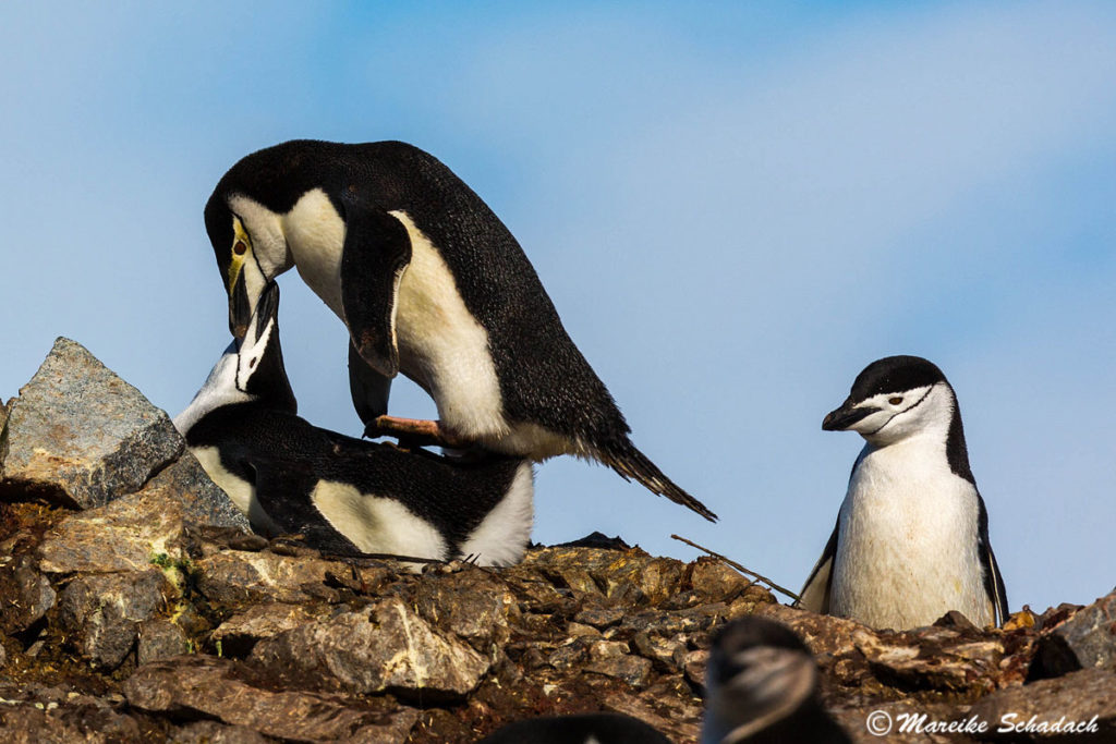 Tipps für Pinguinfotos - auf Details achten: Zügelpinguine bei der Paarung, Half Moon Island 