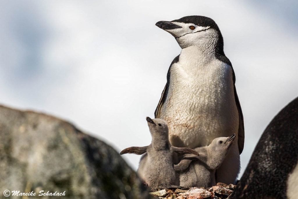 Zügelpinguin mit Küken, Half Moon Island, Antarktis