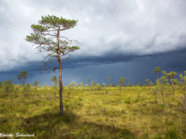 Ab ins Moor! – Tipps für euren Besuch im Soomaa-Nationalpark
