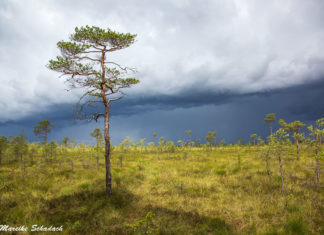 Off to the Bog! - Tips for your Visit to Soomaa Bog Ab ins Moor! – Tipps für euren Besuch im Soomaa-Nationalpark
