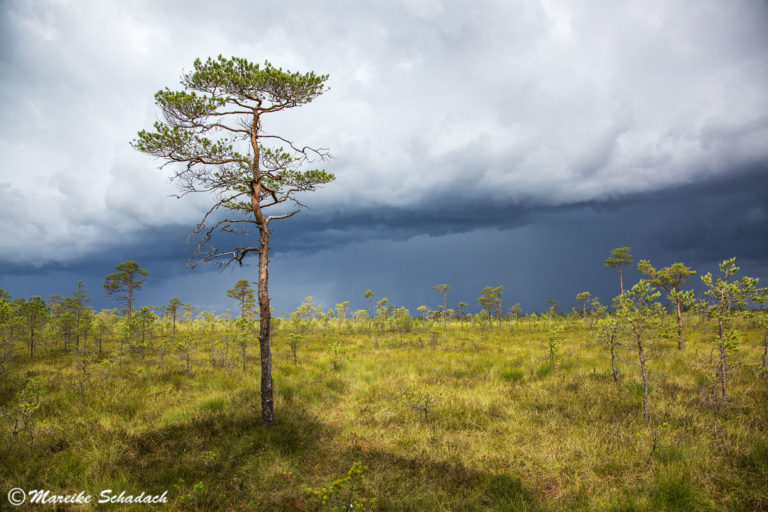 Ab ins Moor! – Tipps für euren Besuch im Soomaa-Nationalpark