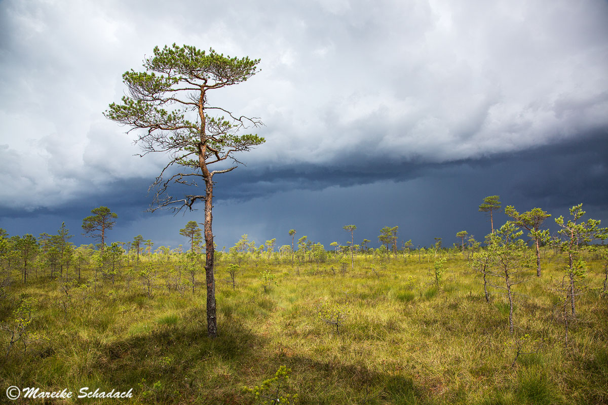 Eines der Highlights unseres Baltikum Roadtrips war der Soomaa-Nationalpark