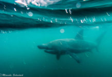 Scotland - Snorkeling with Basking Sharks Schottland - Schnorcheln mit Riesenhaien