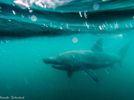 Schottland - Schnorcheln mit Riesenhaien