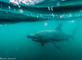 Scotland - Snorkeling with Basking Sharks Schottland - Schnorcheln mit Riesenhaien