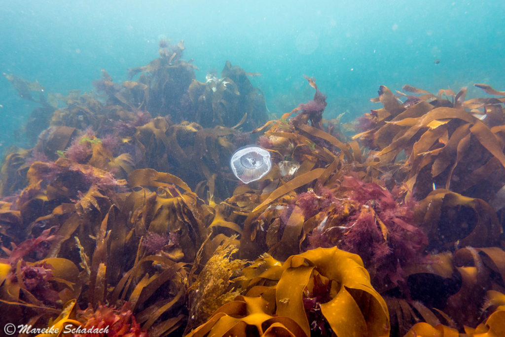 Kelpwald vor der Isle of Coll 