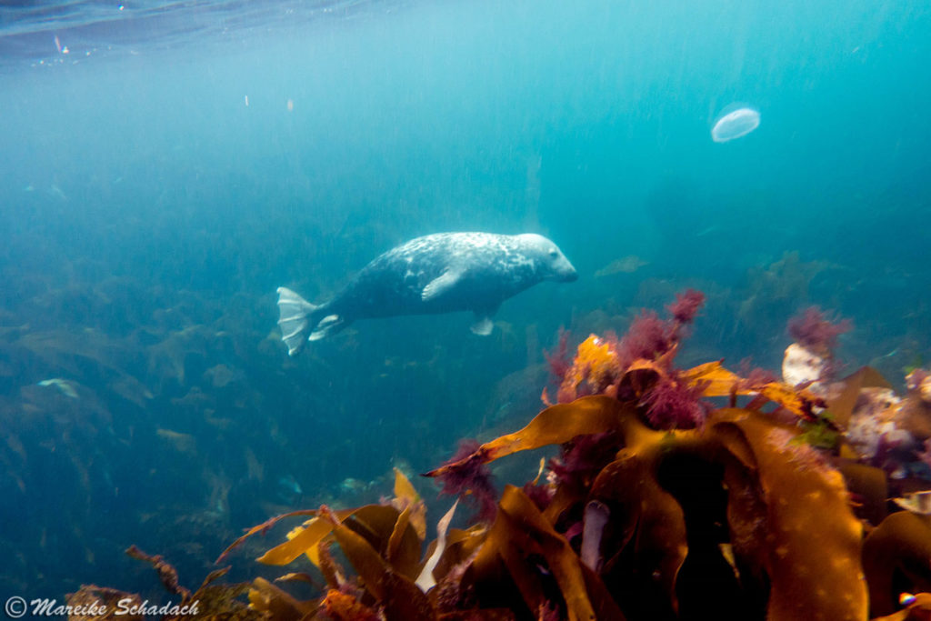 Seehund über Kelp, Isle of Coll 