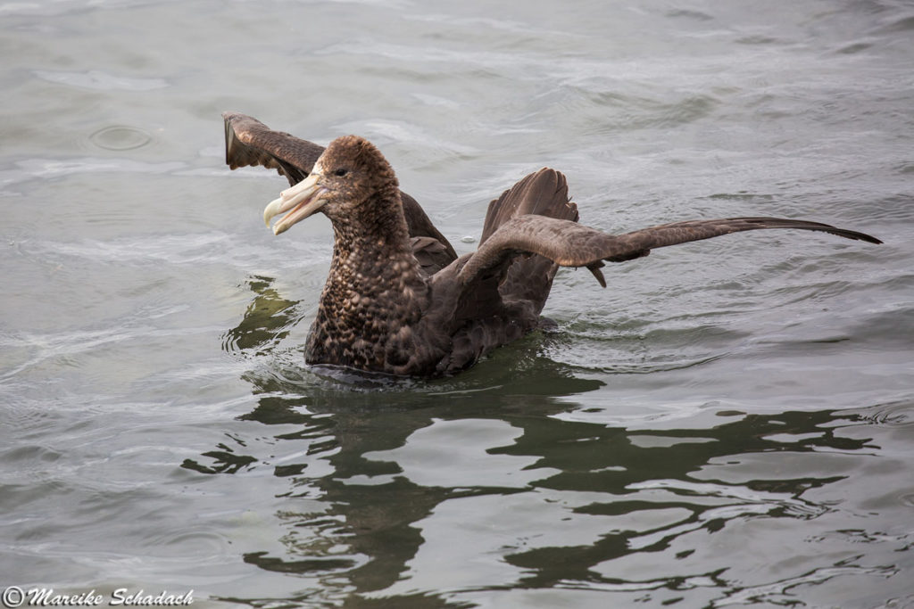 Riesensturmvögel könnt ihr im Hafen von Ushuaia