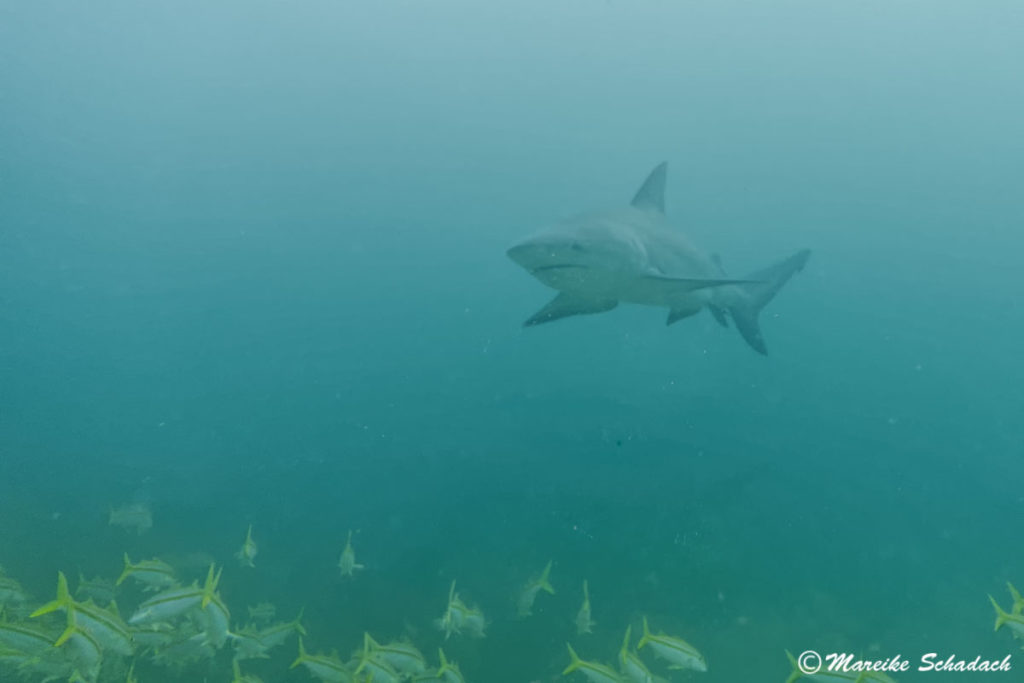 Die Bullenhaie in Cabo Pulmo werden für die Shark Dives nicht angefüttert.