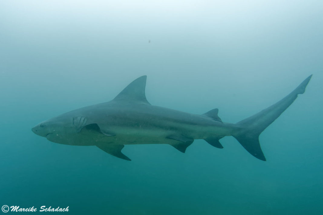 Shark Diving mit Bullenhaien in Cabo Pulmo, Mexiko - Tipps fürs Haitauchen