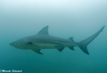Shark Diving mit Bullenhaien in Cabo Pulmo, Mexiko & Tipps fürs Haitauchen Shark Diving mit Bullenhaien in Cabo Pulmo, Mexiko - Tipps fürs Haitauchen