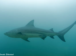 Shark Diving mit Bullenhaien in Cabo Pulmo, Mexiko - Tipps fürs Haitauchen