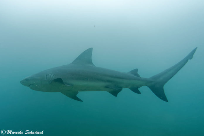 Shark Diving mit Bullenhaien in Cabo Pulmo, Mexiko - Tipps fürs Haitauchen