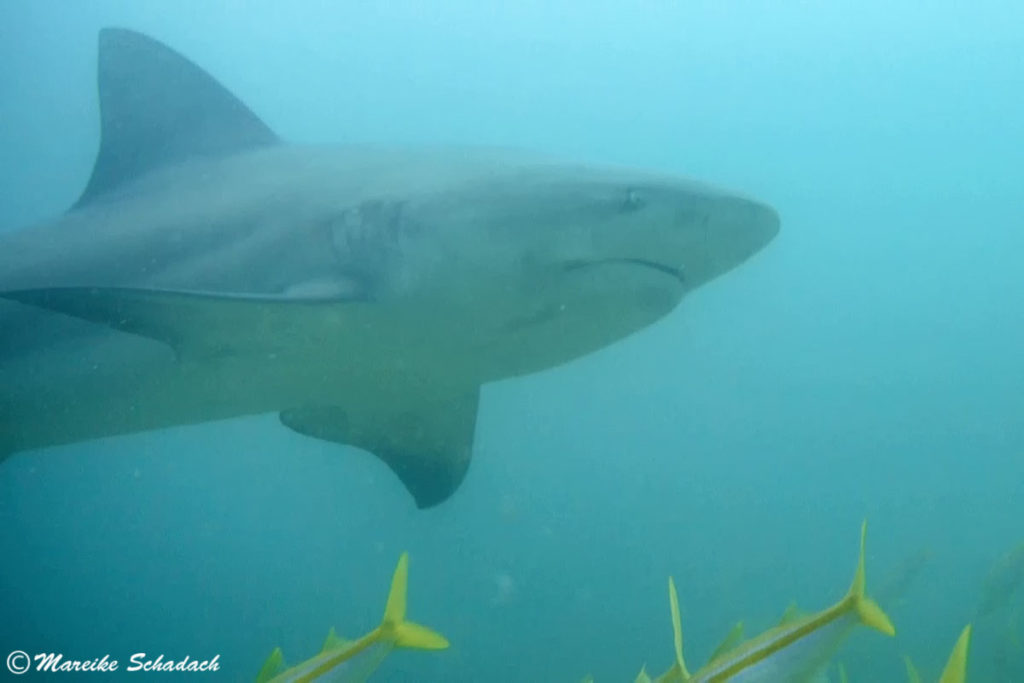 Shark Diving mit Bullenhai vor Cabo Pulmo, Mexiko