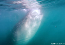 Snorkeling with Whale Sharks off La Paz, Mexico Schnorcheln mit Walhaien vor La Paz, Mexiko