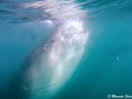 Schnorcheln mit Walhaien vor La Paz, Mexiko