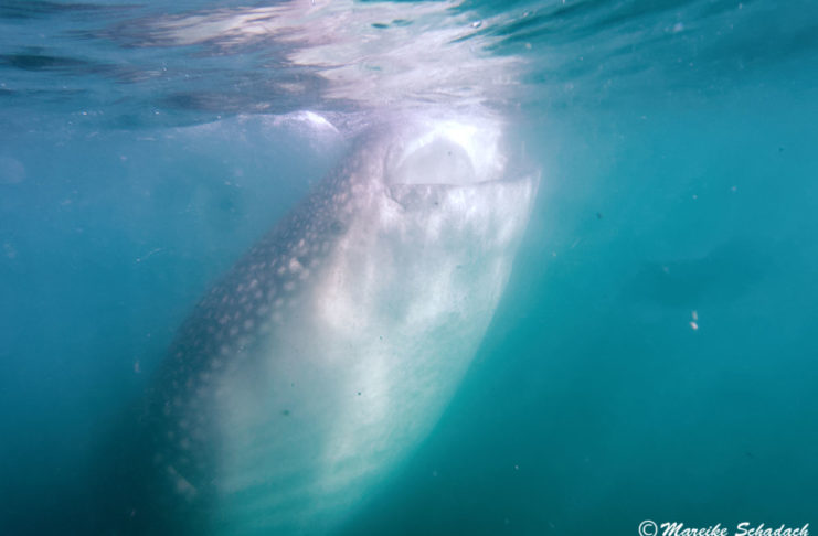 Schnorcheln mit Walhaien vor La Paz, Mexiko