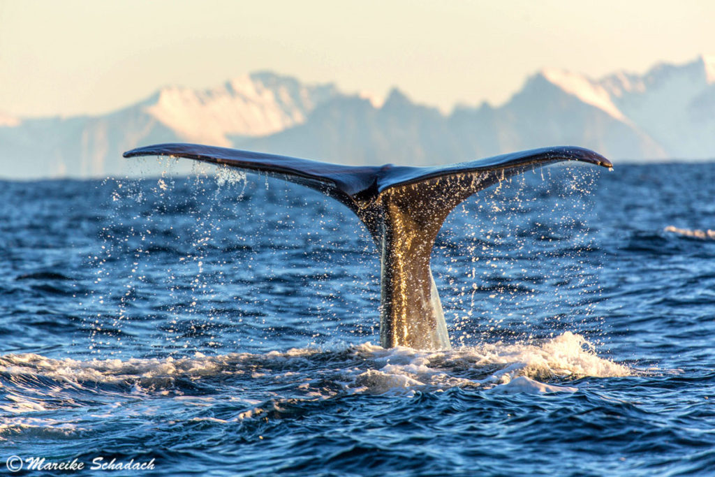 Whale Watsching ist ein Highlight Winter auf den Vesterålen 