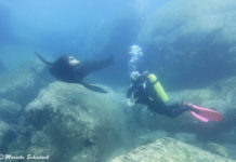 Tauchen mit Seelöwen bei La Paz – ein tierisches Vergnügen! Tauchen mit Seelöwen bei La Paz - ein tierisches Vergnügen!