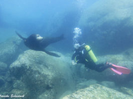 Tauchen mit Seelöwen bei La Paz - ein tierisches Vergnügen!