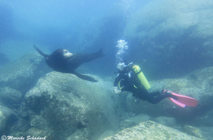 Tauchen mit Seelöwen bei La Paz - ein tierisches Vergnügen!