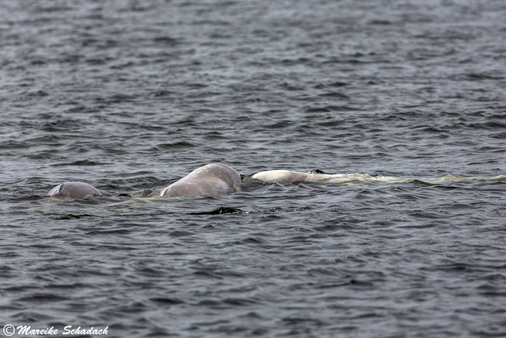 Die Beluga Wale der Solowezki-Inseln