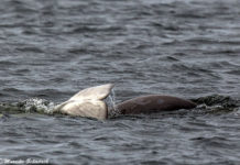 The Beluga Whales of the Solowezki Islands Die Beluga Wale der Solowezki-Inseln