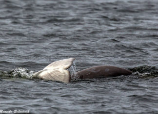 The Beluga Whales of the Solowezki Islands Die Beluga Wale der Solowezki-Inseln