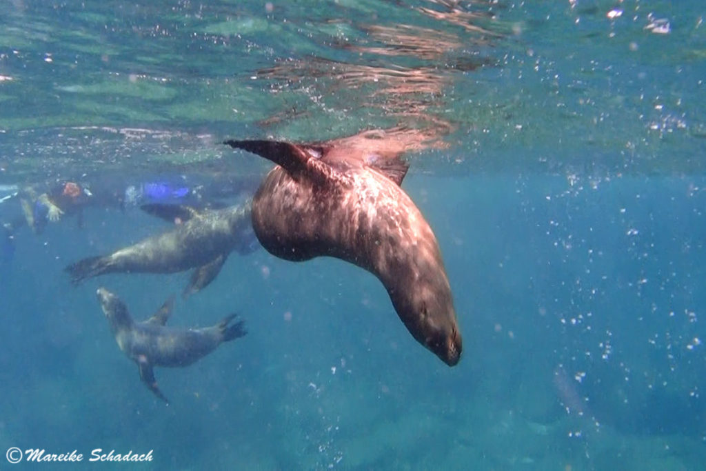 Eni tierisches vergnügen  - Tauchen  mit Seelöwen bei  La Paz