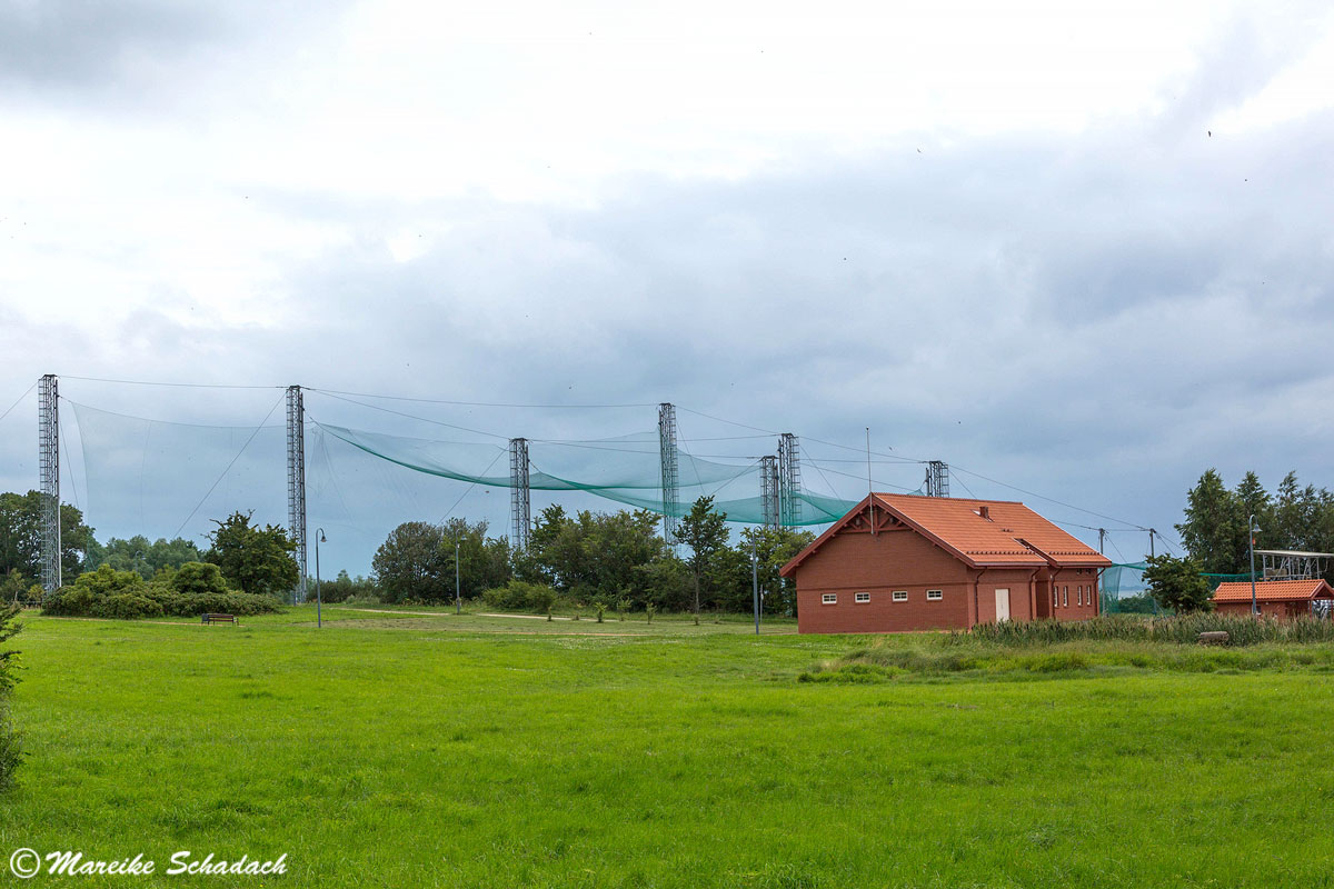 Die Besichtigung der Vogelberingungsstation war für mich eines der Highlights unseres Roadtrips im Baltikum.