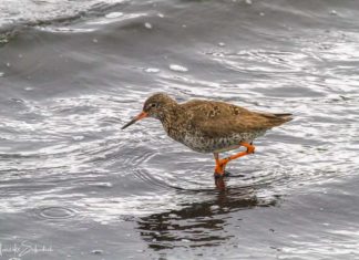 Mývatn - Hiking and Birdwatching at Iceland's Mosquito Lake Mývatn - Wandern und Birdwatching an Islands Mückensee