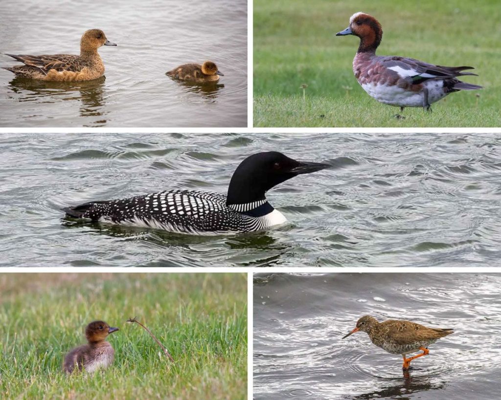 Birdwatching am Mývatn