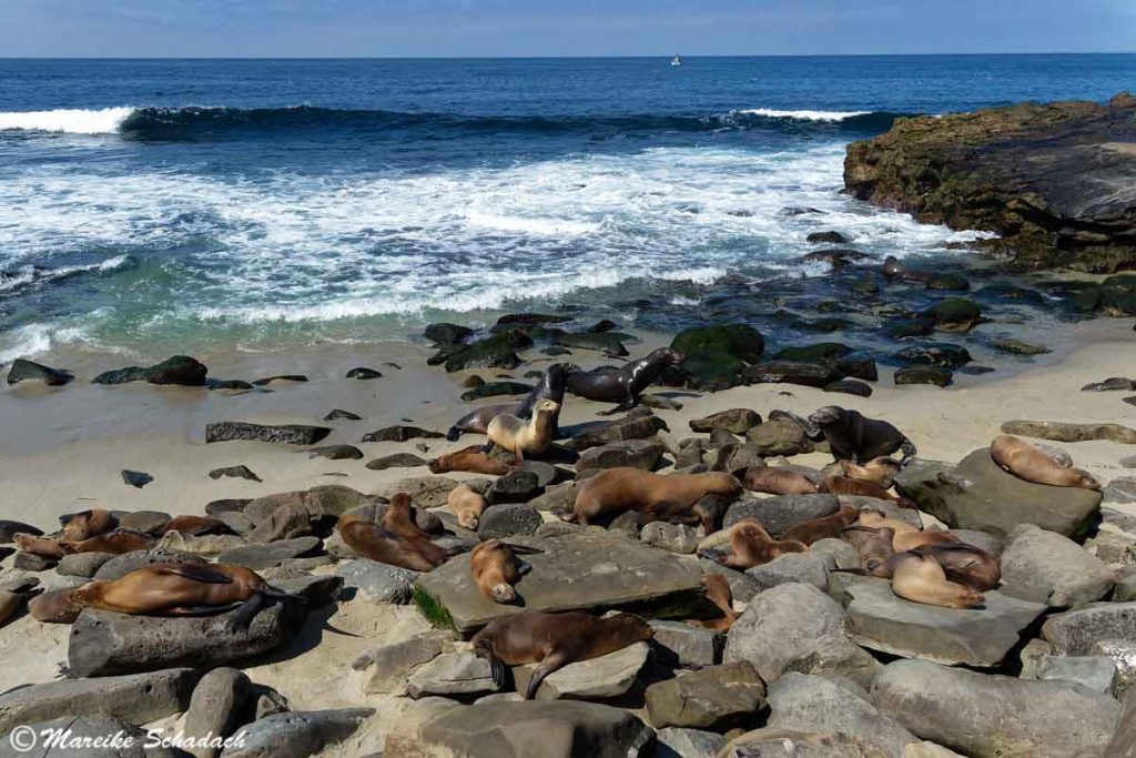 Seelöwen am Shell Beach in La Jolla