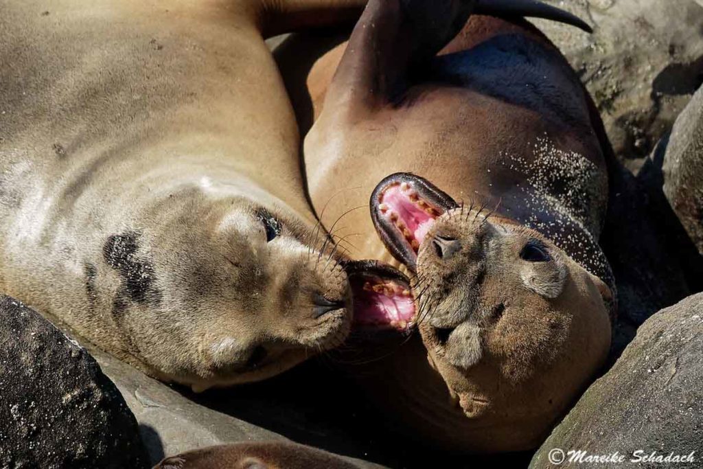  junge Seelöwen in La Jolla