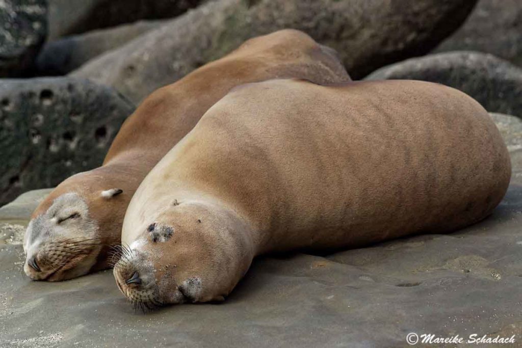 Seelöwen von La Jolla