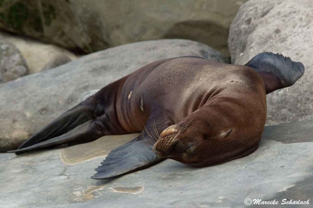 Seelöwe in La Jolla