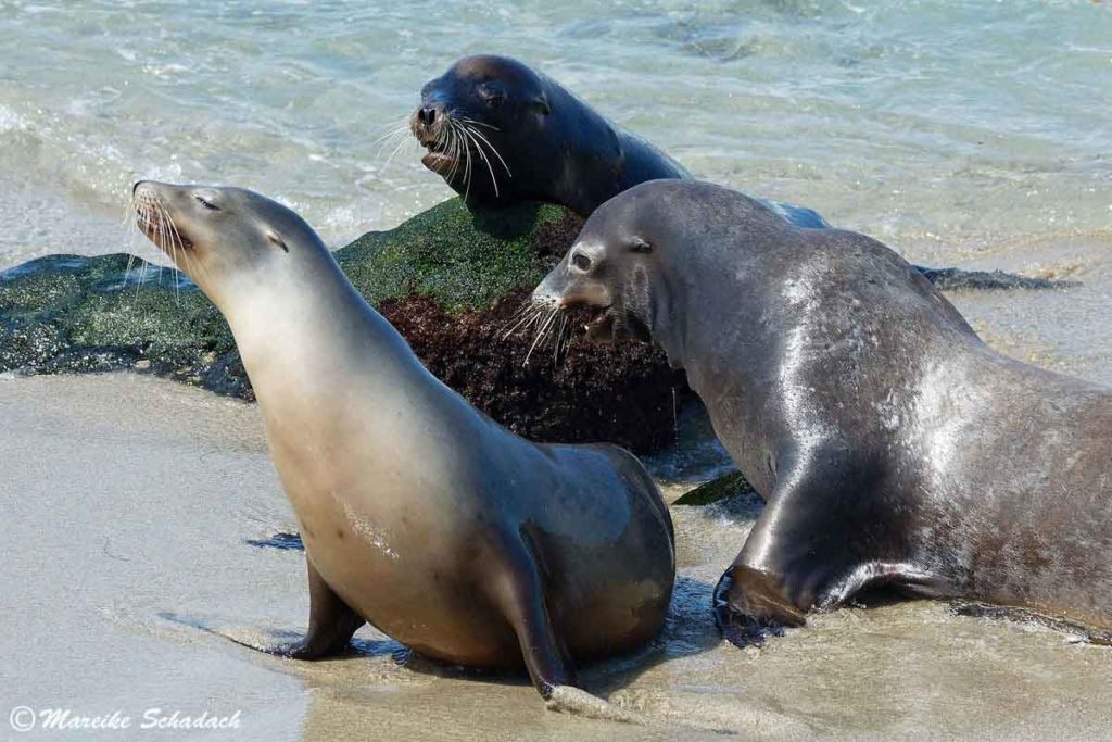 zwei Seelöwen Bullen mit Weibchen 