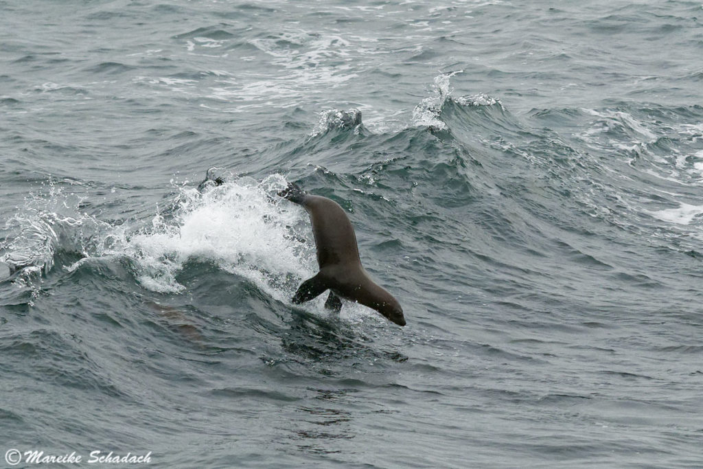 Seelöwe spielt in den Wellen vor dem Shell Beach, La Jolla