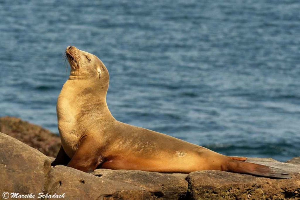 Ein Seelöwe in der Sonne