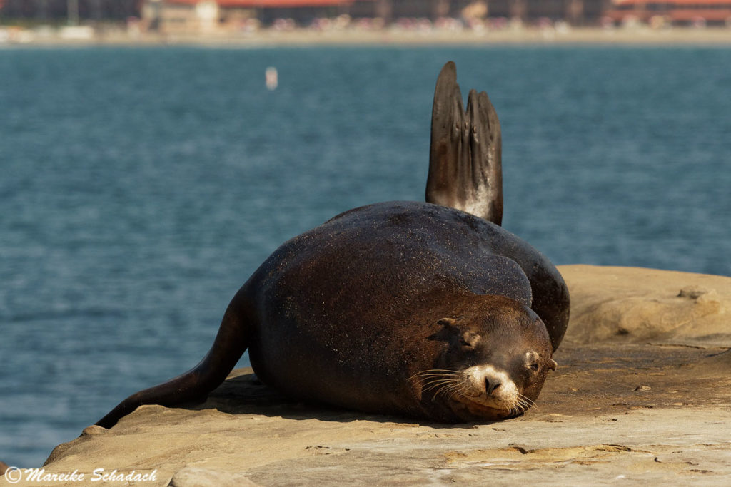 Seelöwe in La Jolla 