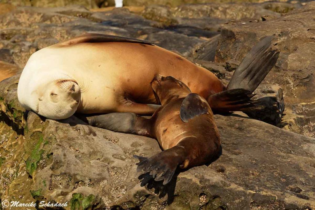 Saugender junger Seelöwe in La Jolla